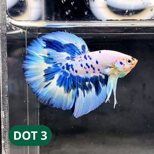 Blue Marble Dot Halfmoon Male Betta Fish | Order Directly From Farm | You Pick Fish
