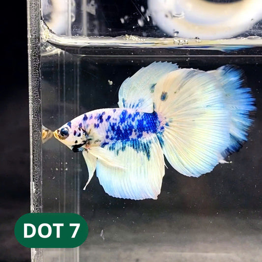 Blue Marble Dot Halfmoon Male Betta Fish | Order Directly From Farm | You Pick Fish