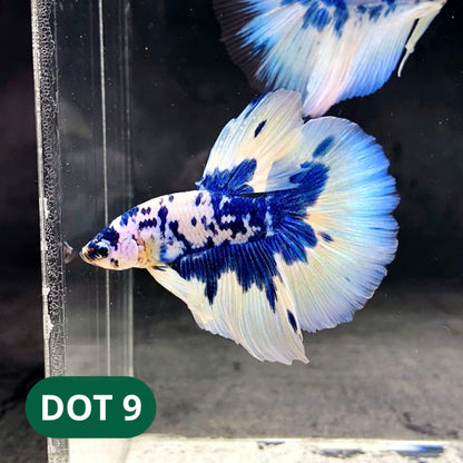 Blue Marble Dot Halfmoon Male Betta Fish | Order Directly From Farm | You Pick Fish