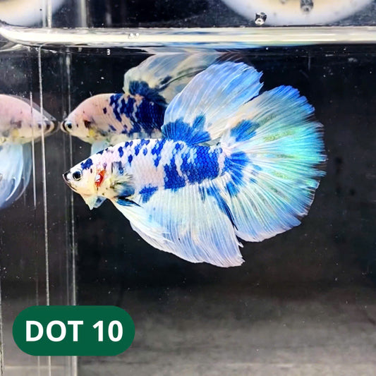 Blue Marble Dot Halfmoon Male Betta Fish | Order Directly From Farm | You Pick Fish