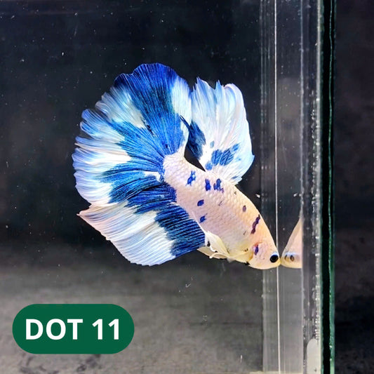Blue Marble Dot Halfmoon Male Betta Fish | Order Directly From Farm | You Pick Fish