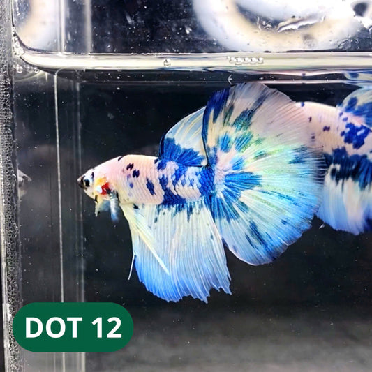 Blue Marble Dot Halfmoon Male Betta Fish | Order Directly From Farm | You Pick Fish