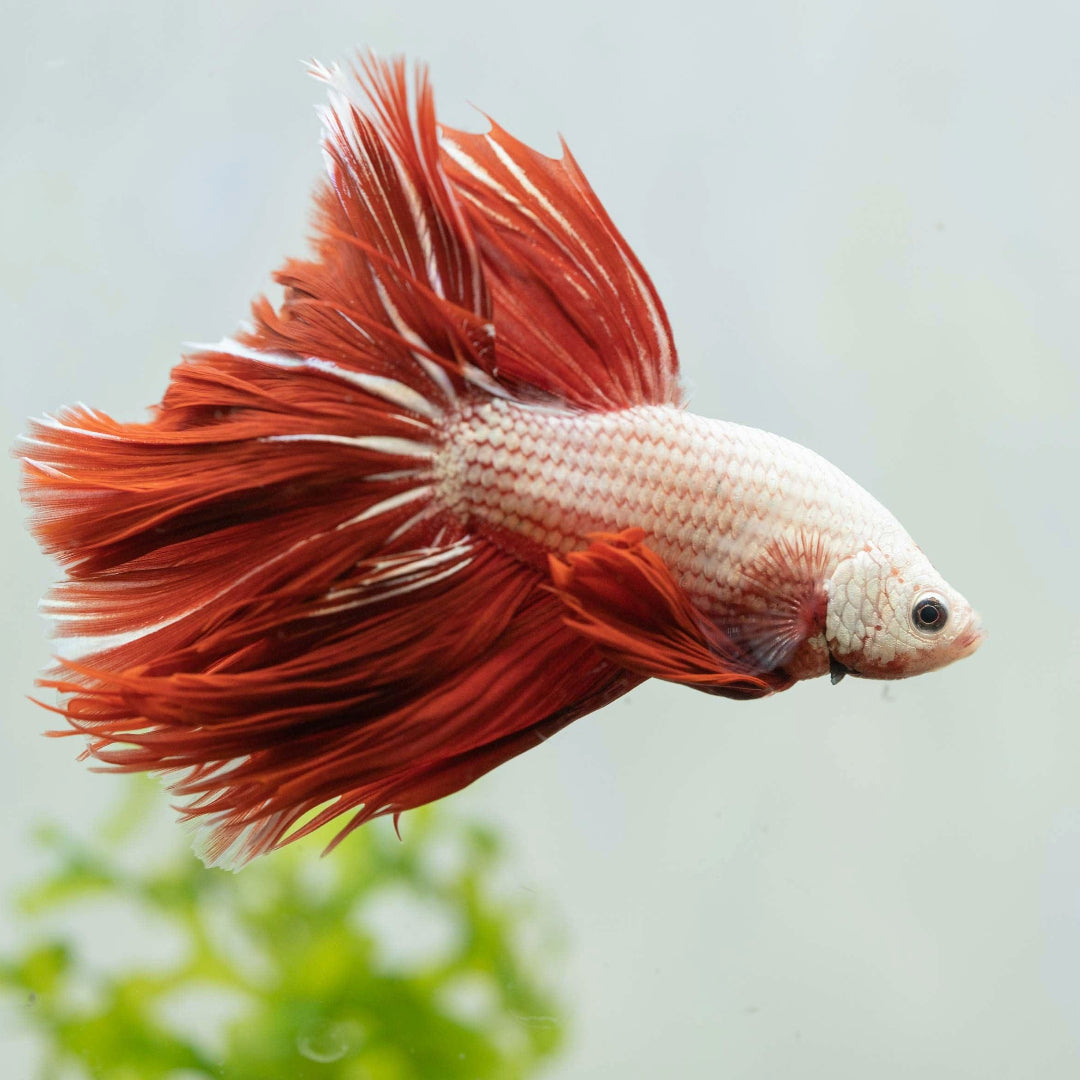Live Betta Fish – Male Halfmoon Super Red, High Quality, Freshwater Tropical Fish, Thailand Import