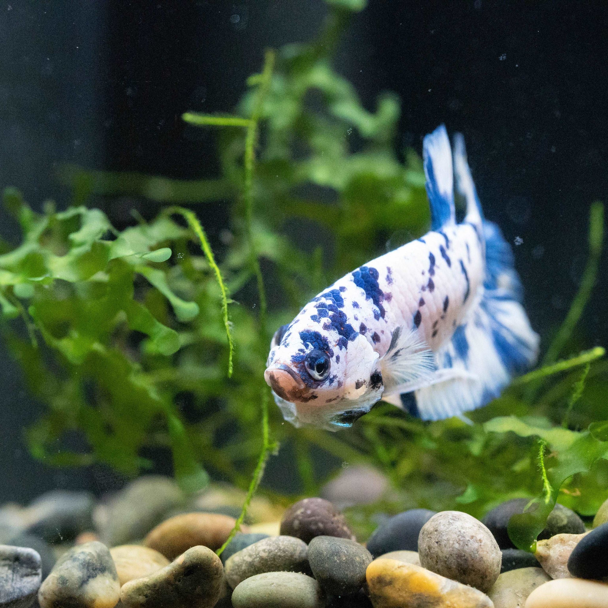 Blue Marble Dot Plakat Male Betta Fish