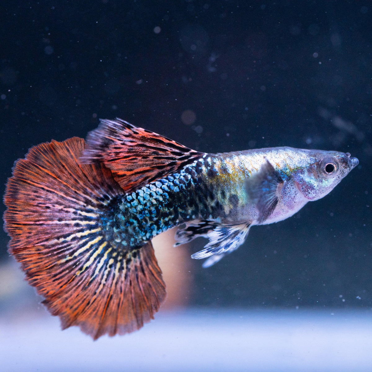 Red Dragon Guppy Fish – Tropicflow