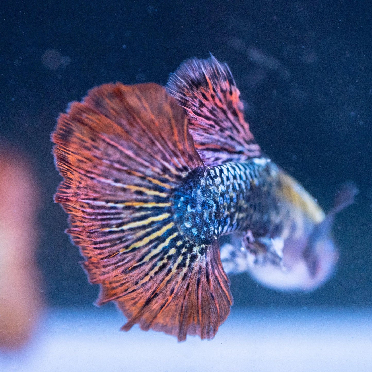 Tropicflow | Red Dragon Guppy For Sale