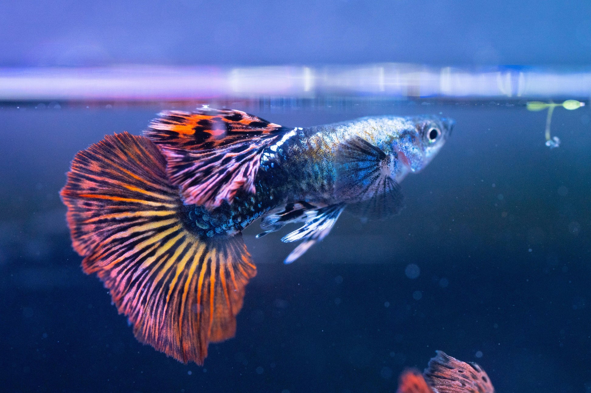 Tropicflow | Red Dragon Guppy For Sale