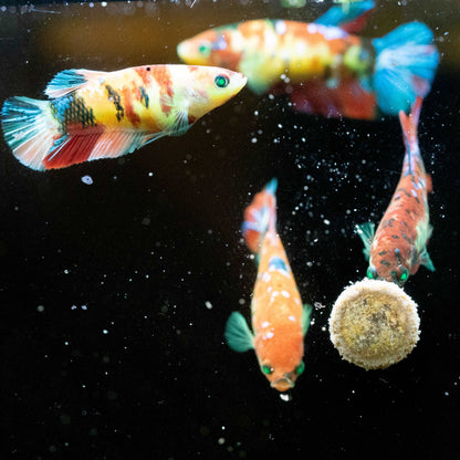 Female Betta Fish Sorority Koi Nemo Neon Plakat