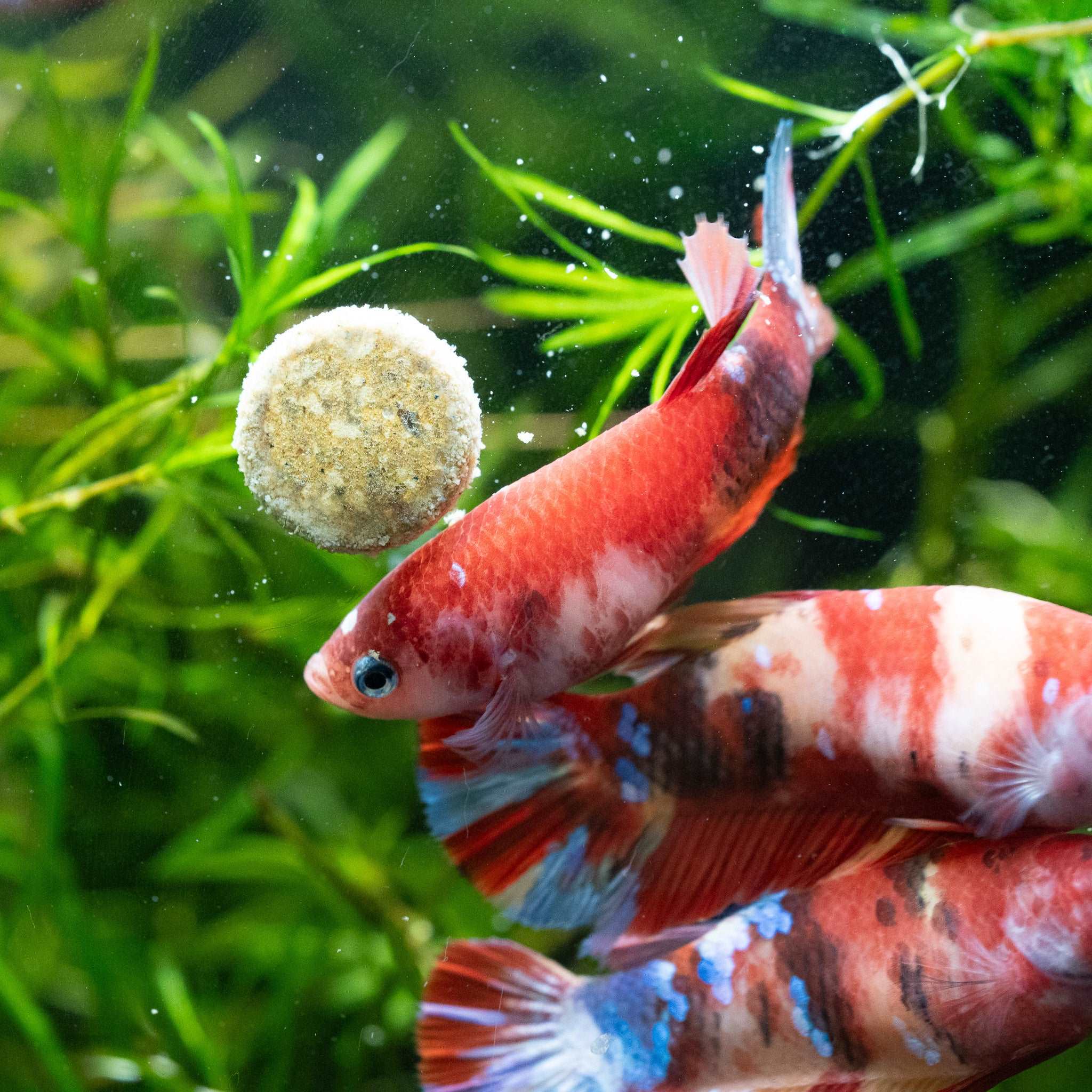 TropicFlow Female Betta Fish: Serene Beauty for Your Aquarium