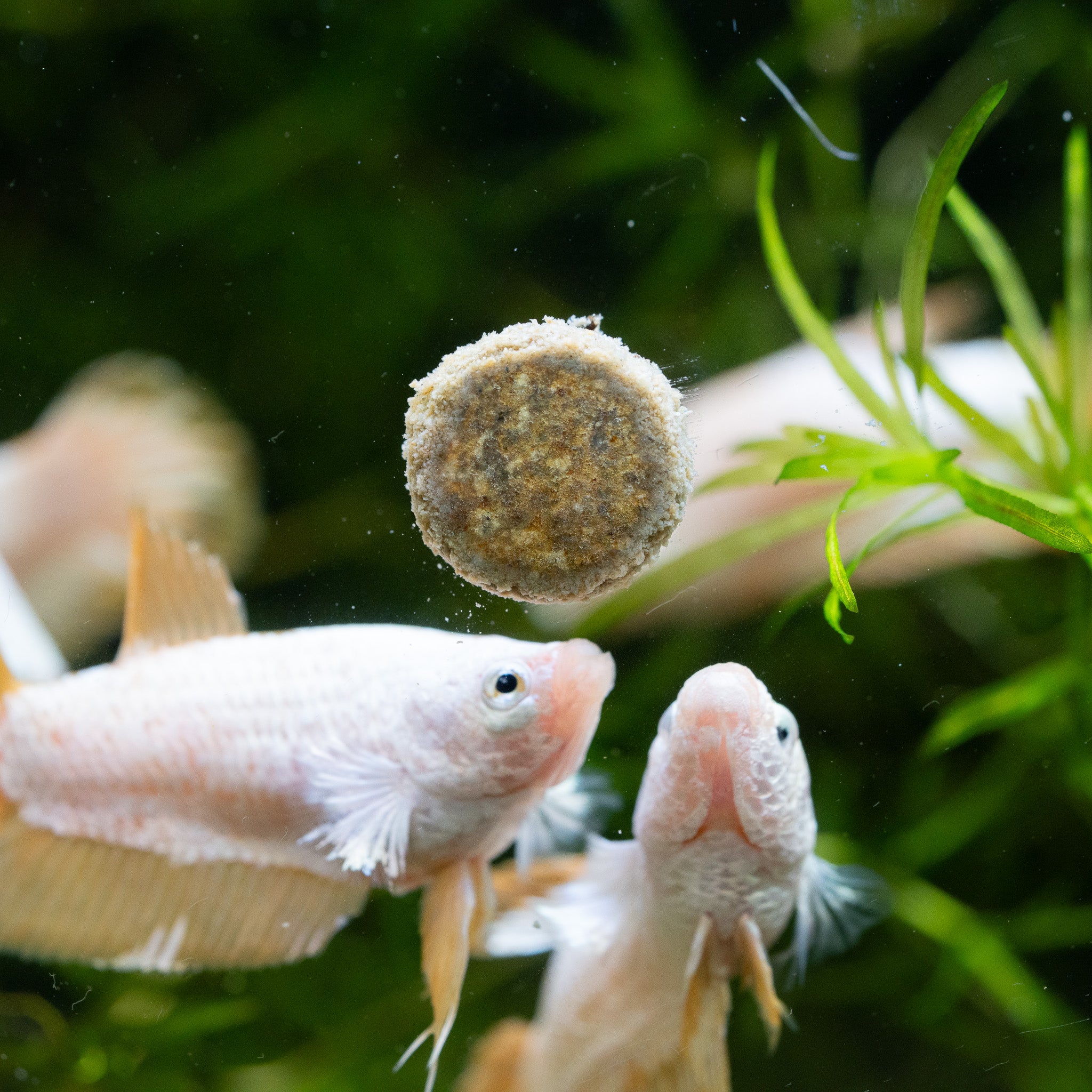 Yellow 2024 female betta