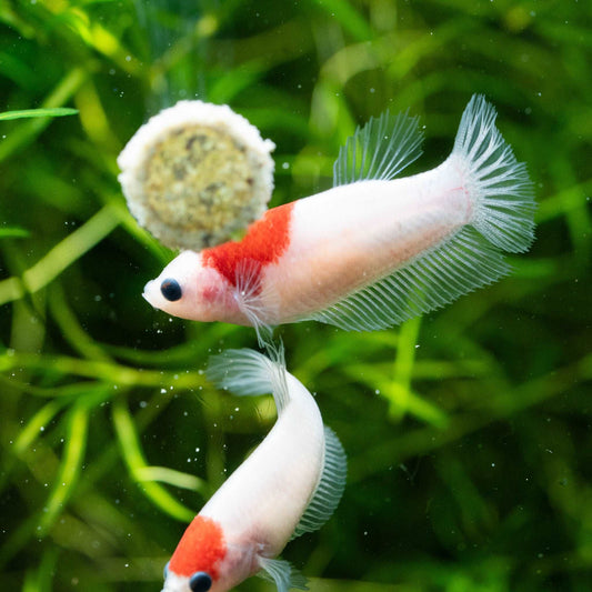 Tancho Female Betta Fish
