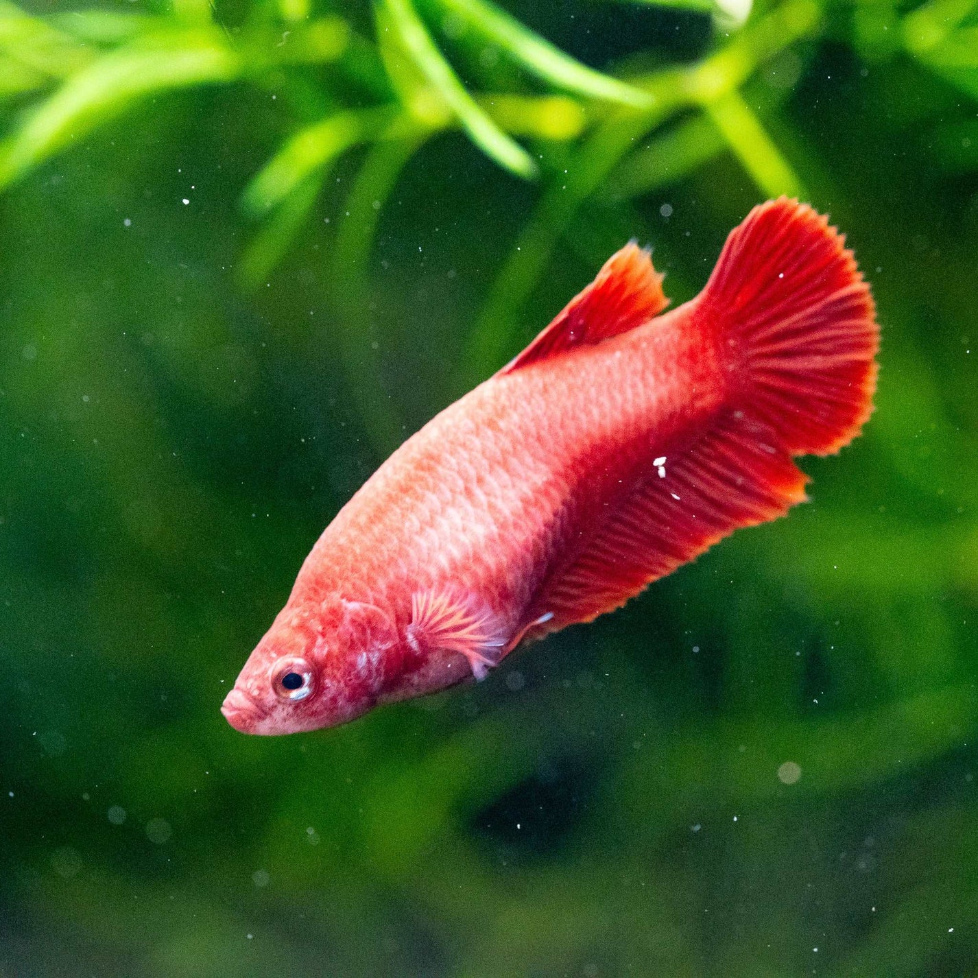 Super Red Female Betta Fish Sorority | Tropicflow