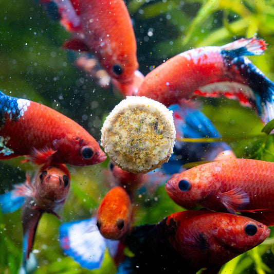Fancy Red Start Female Betta Fish Sorority