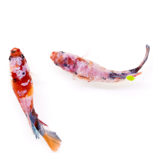 Pink Koi Nemo Female Betta Fish Sorority (Hot)