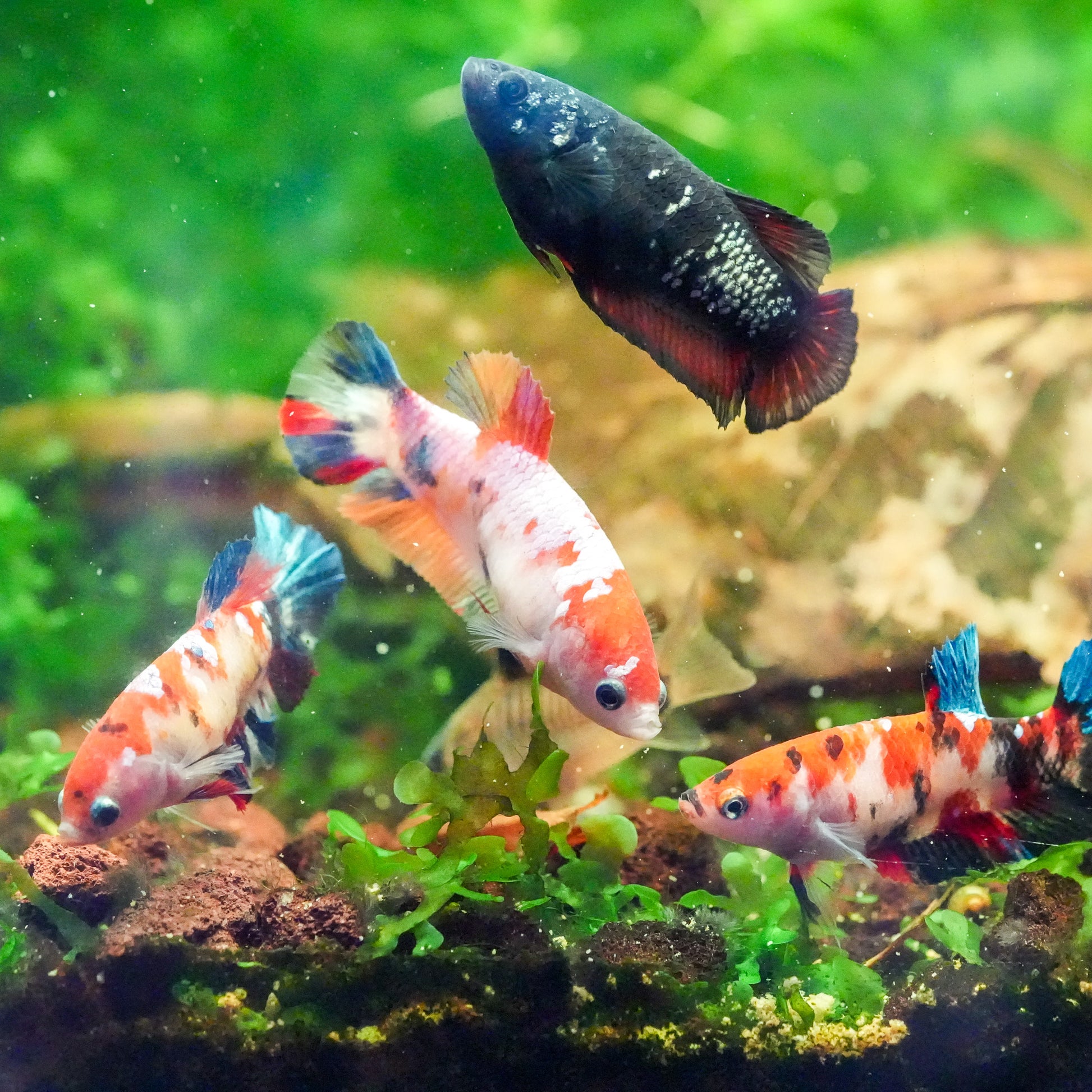 Black Copper Female Betta Fish Sorority