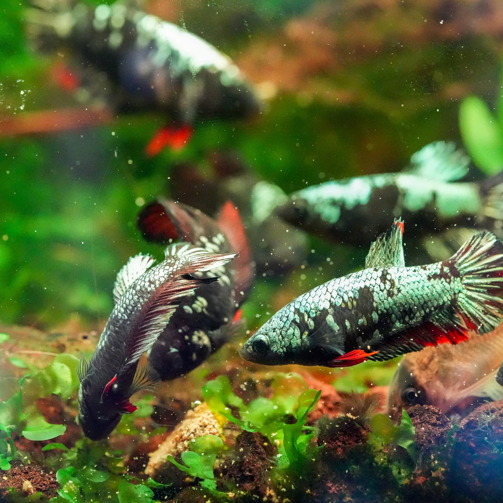 Black Copper Female Betta Fish Sorority