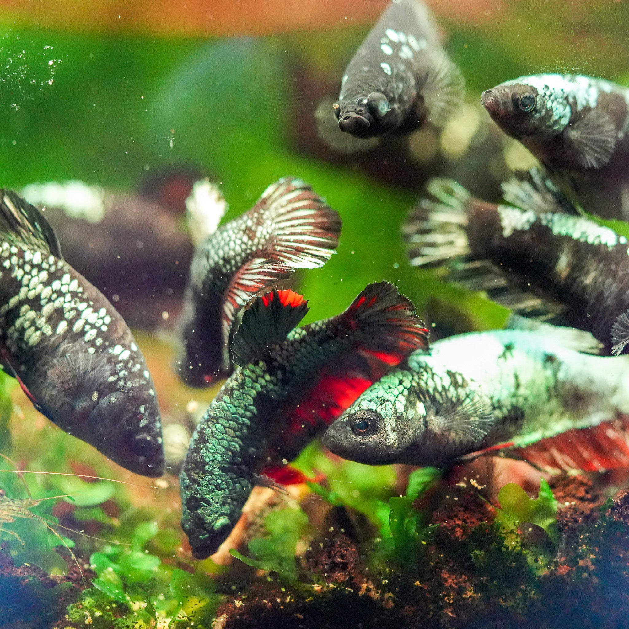 Micro Betta Fish Shop Female Bettas Fish: Peaceful & Colorful Sorority – Tropicflow