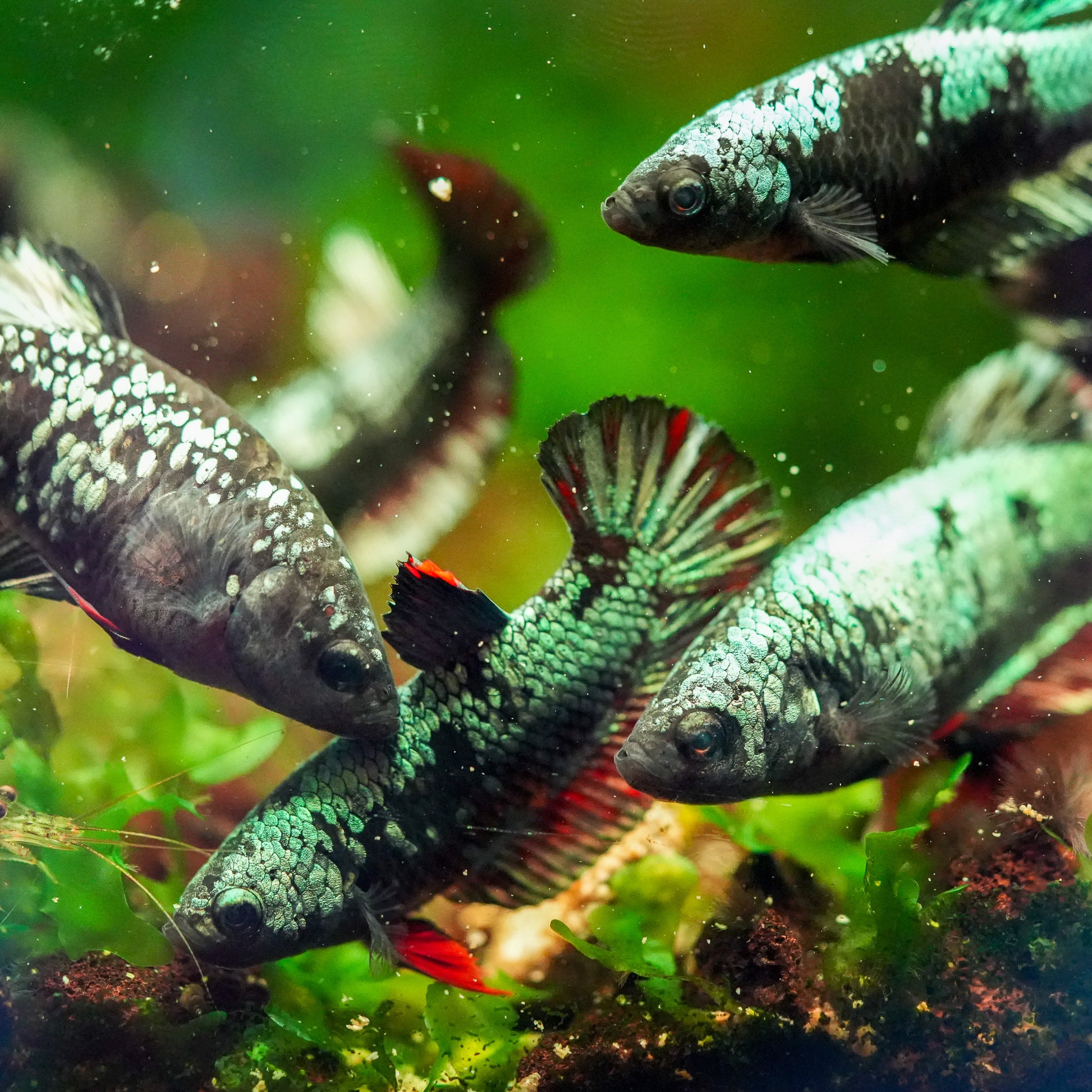 Black Copper Female Betta Fish Sorority