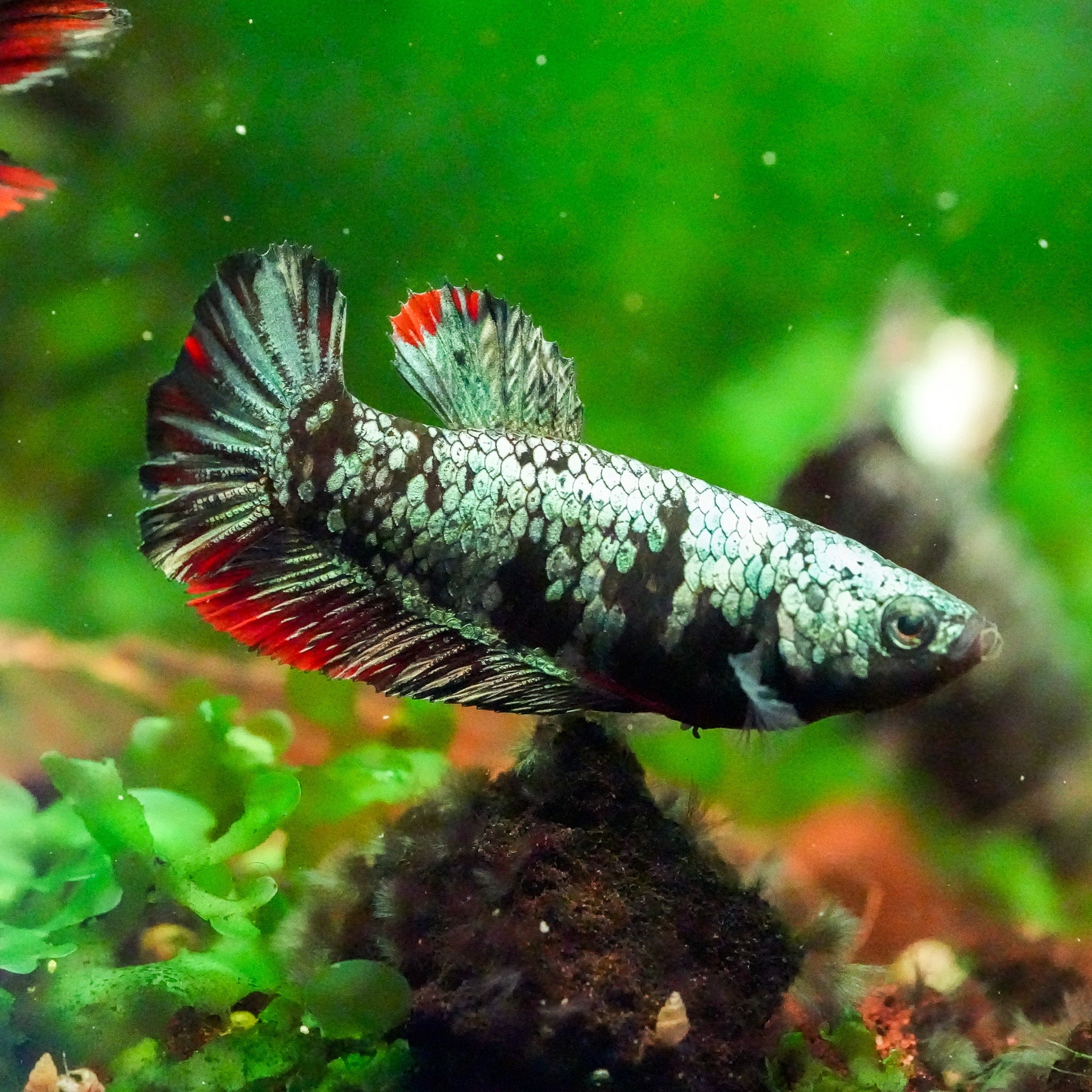 Black Copper Female Betta Fish Sorority