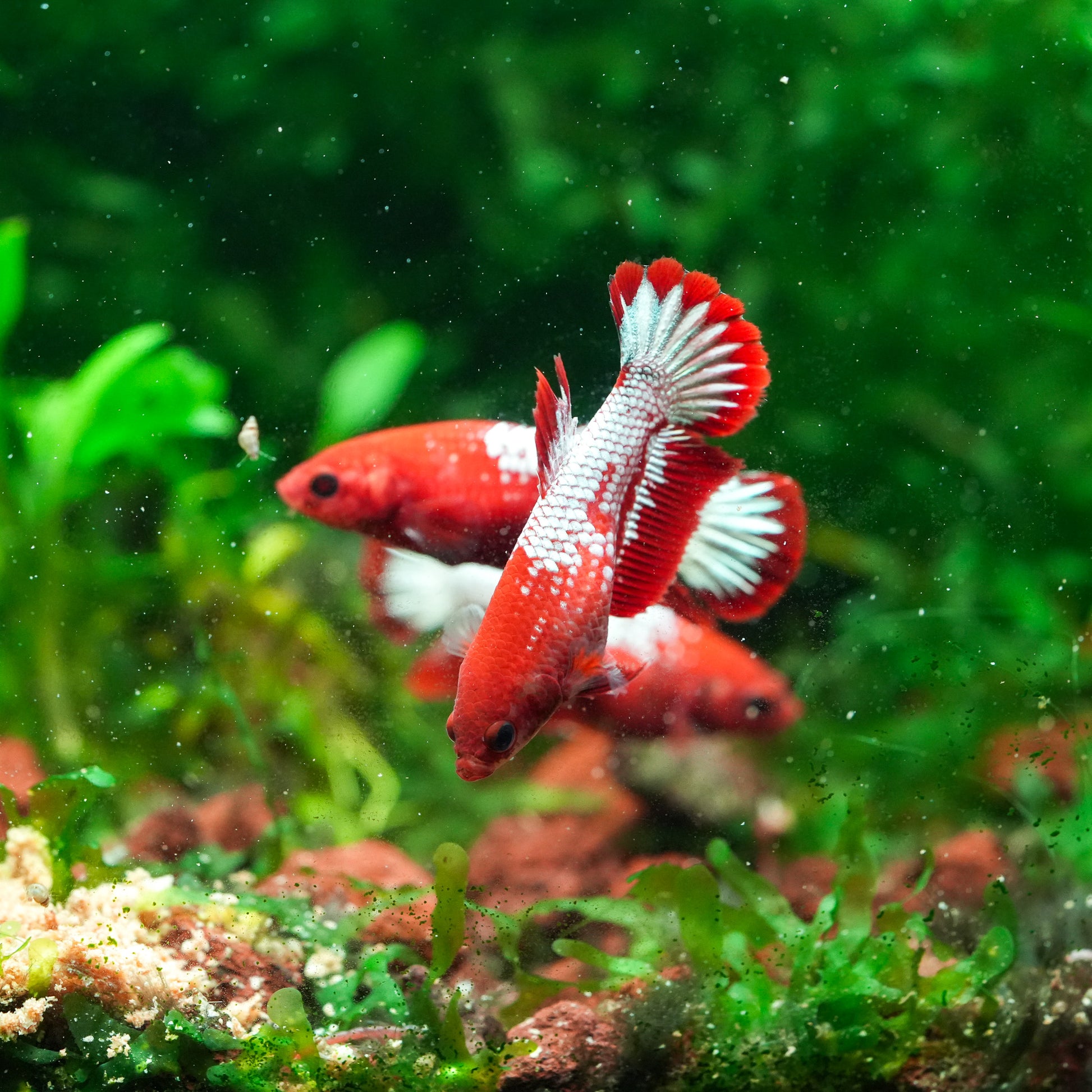 Red Fancy Copper White Scale Female Betta Fish