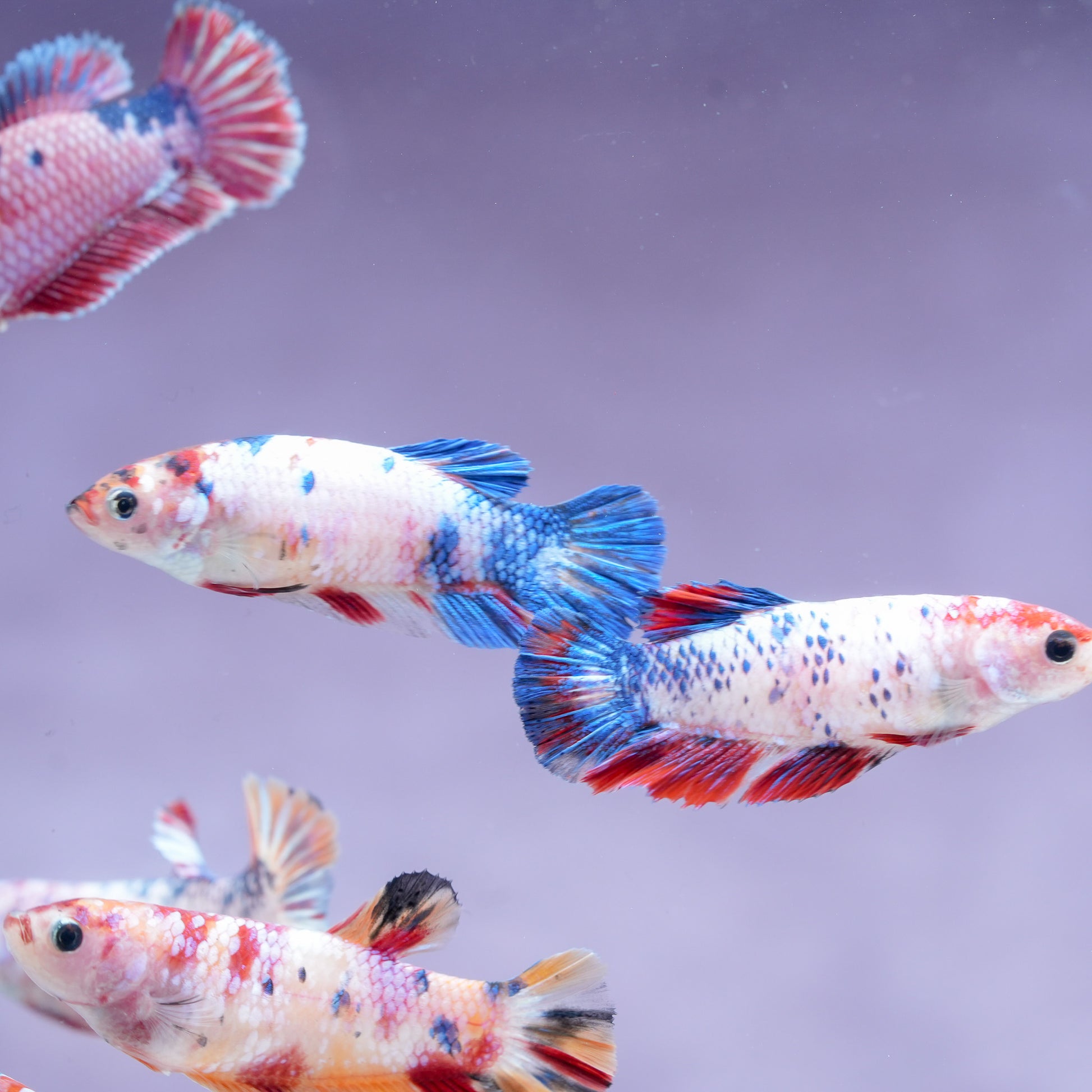 Koi Nemo Candy Full Scale Female Betta Fish SororitY Tropicflow