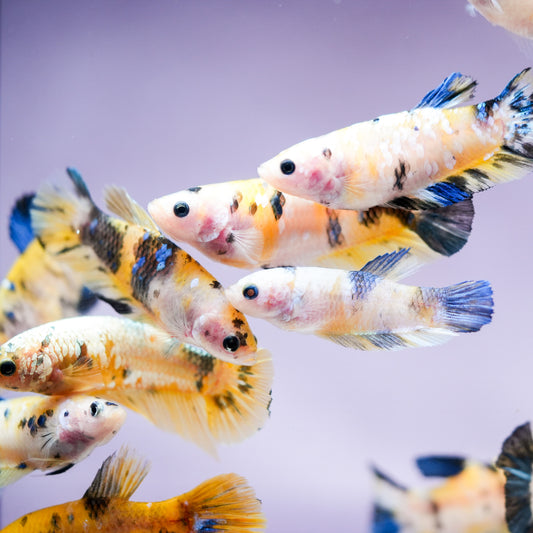 Koi Yellow Galaxy Female Betta Fish Sorority | Successful Sorority Pack