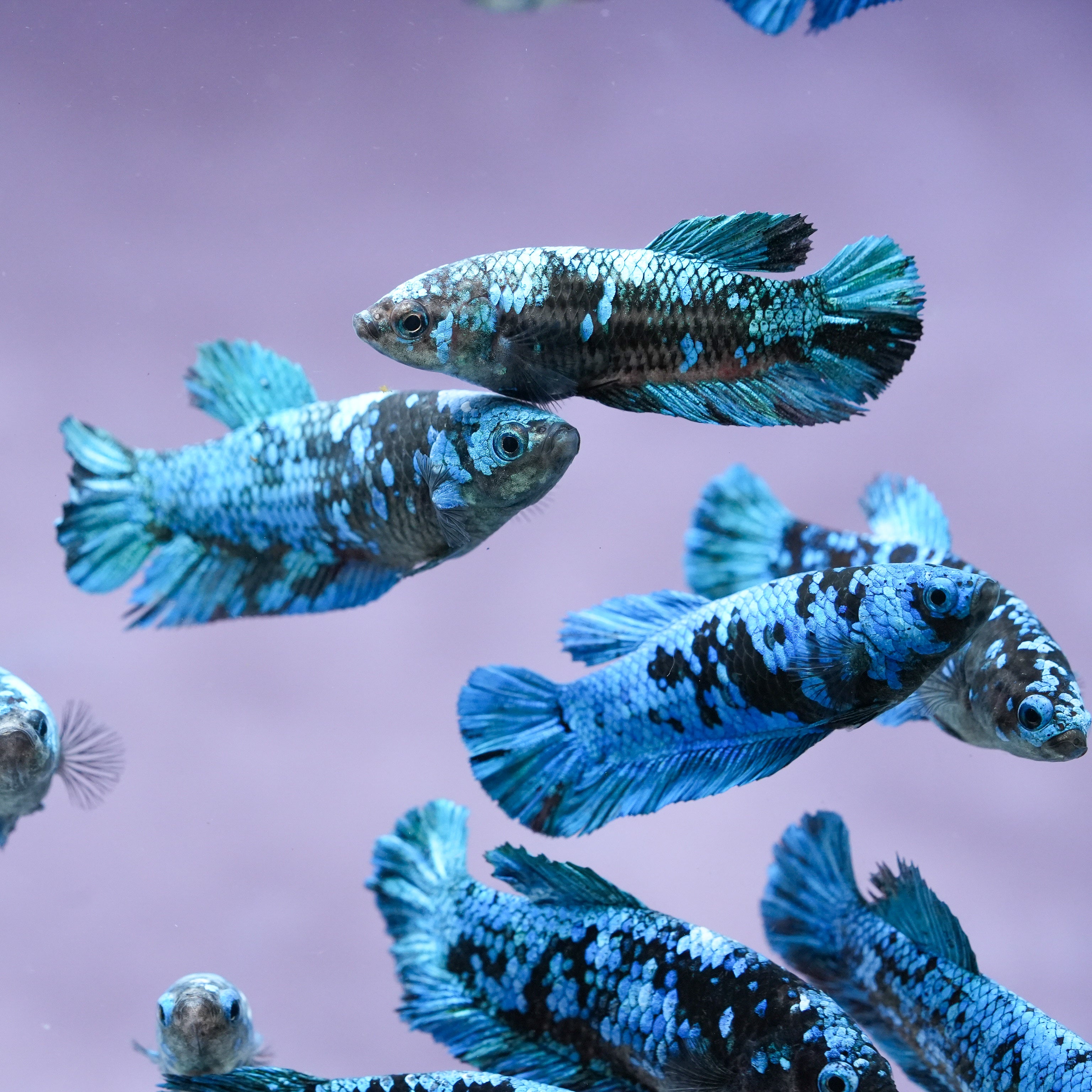 Betta Fish Dissection Shop Female Bettas Fish: Peaceful & Colorful Sorority – Tropicflow
