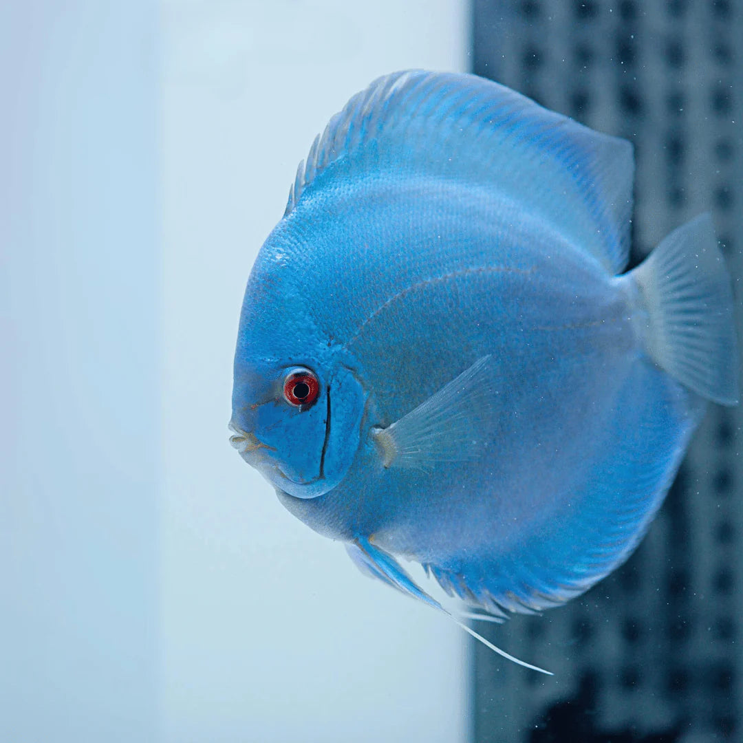 Tropicflow | Blue Diamond Discus Fish