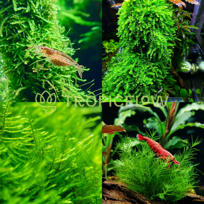 Dream Mosses Pack - Save on Vibrant Aquarium Moss