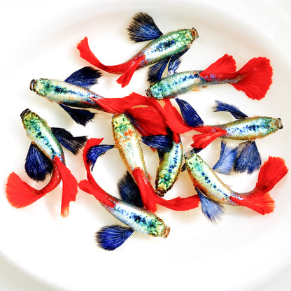 Dumbo Red Tail Full Platinum Back Guppy Fish