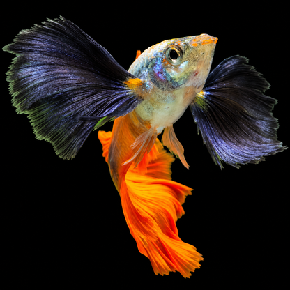 Dumbo Red Tail Short Body Guppy Fish