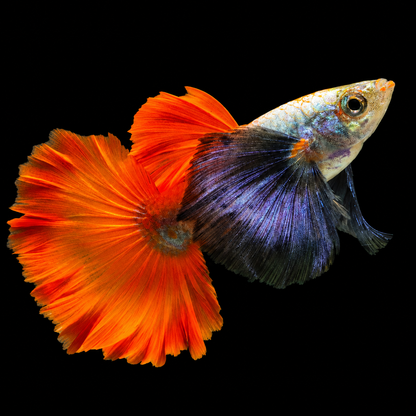 Dumbo Red Tail Short Body Guppy Fish
