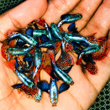 Dumbo Ear Red Mosaic Guppy Fish