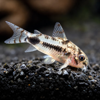 Dwarf Salt and Pepper Cory Catfish – Corydoras Habrosus