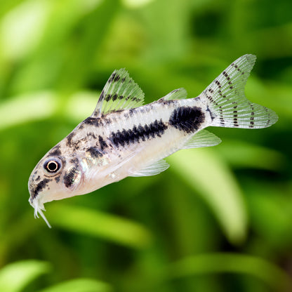 Dwarf Salt and Pepper Cory Catfish – Corydoras Habrosus