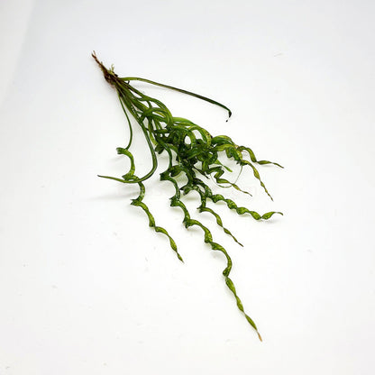 Corkscrew Vesuvius Sword Aquarium Plant