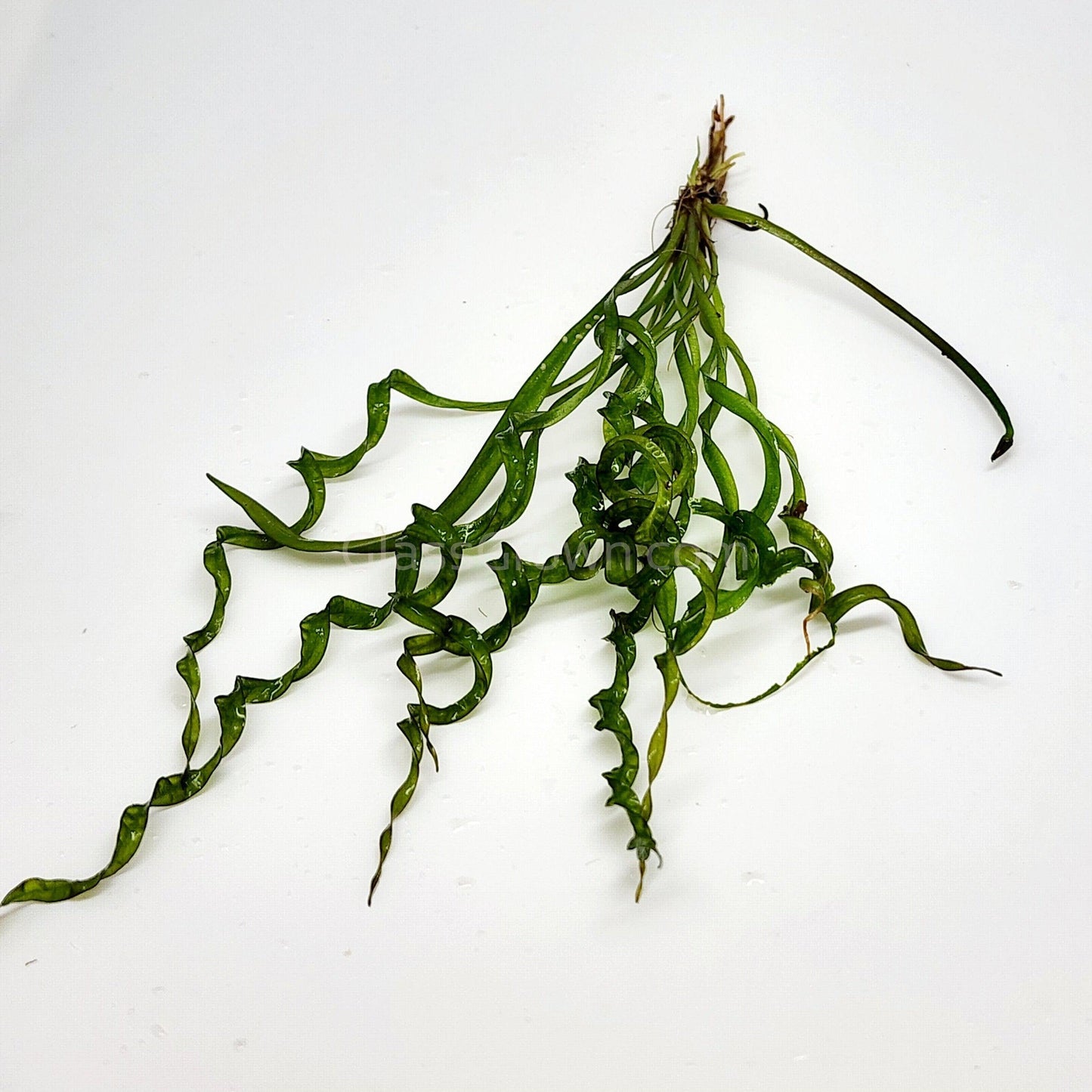 Corkscrew Vesuvius Sword Aquarium Plant