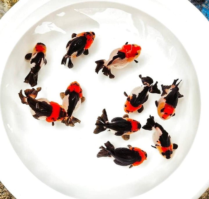 Oranda Goldfish Patterns Tri Color Oranda 2.5-3 Inches | Mystery Goldfish