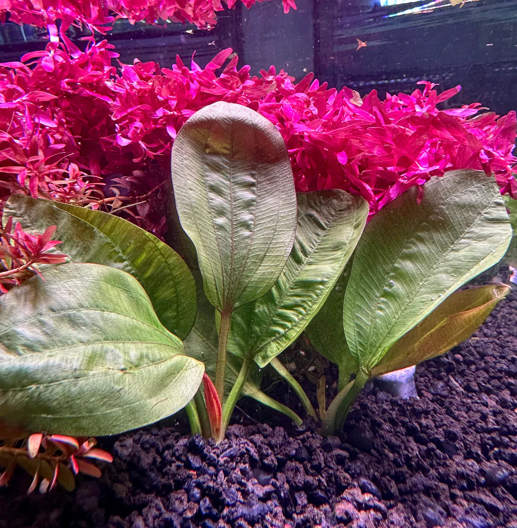 Echinodorus Fancy Twist Aquatic Plant