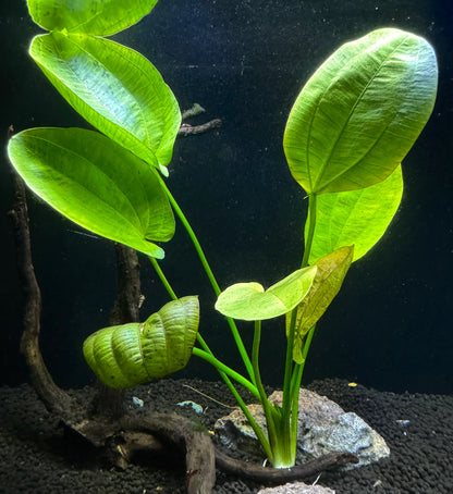 Echinodorus Horizontalis Variegated Aquatic Plant