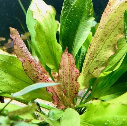 Echinodorus Jaguar Aquatic Plant