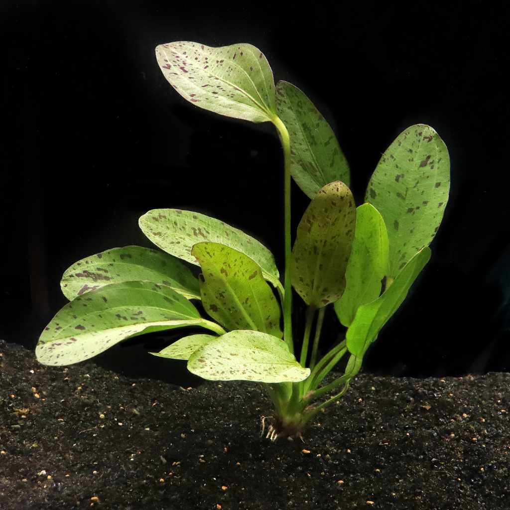 Echinodorus Ozelot Aquatic Plant