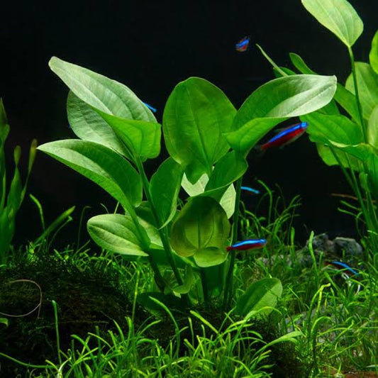 Echinodorus Cordifolius