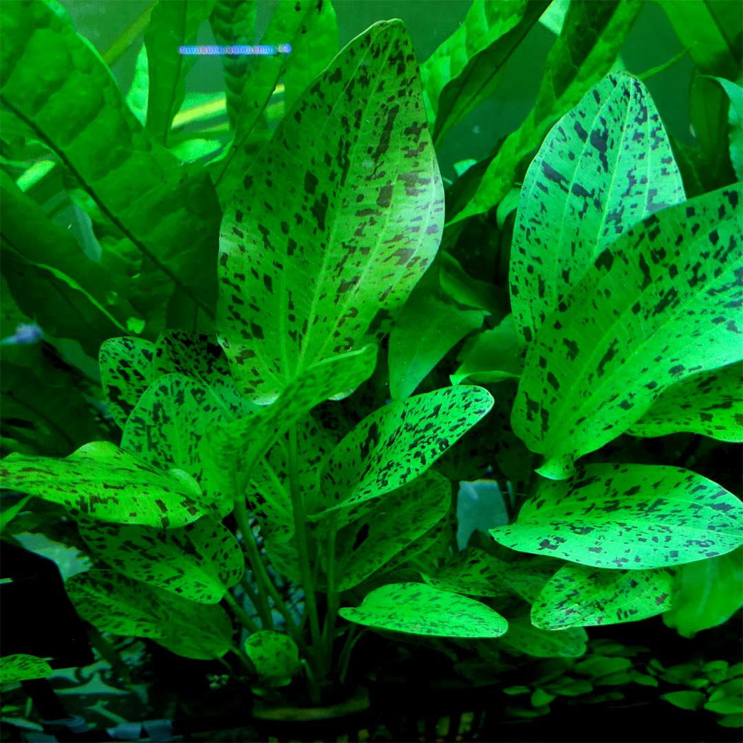 Echinodorus Ozelot Green