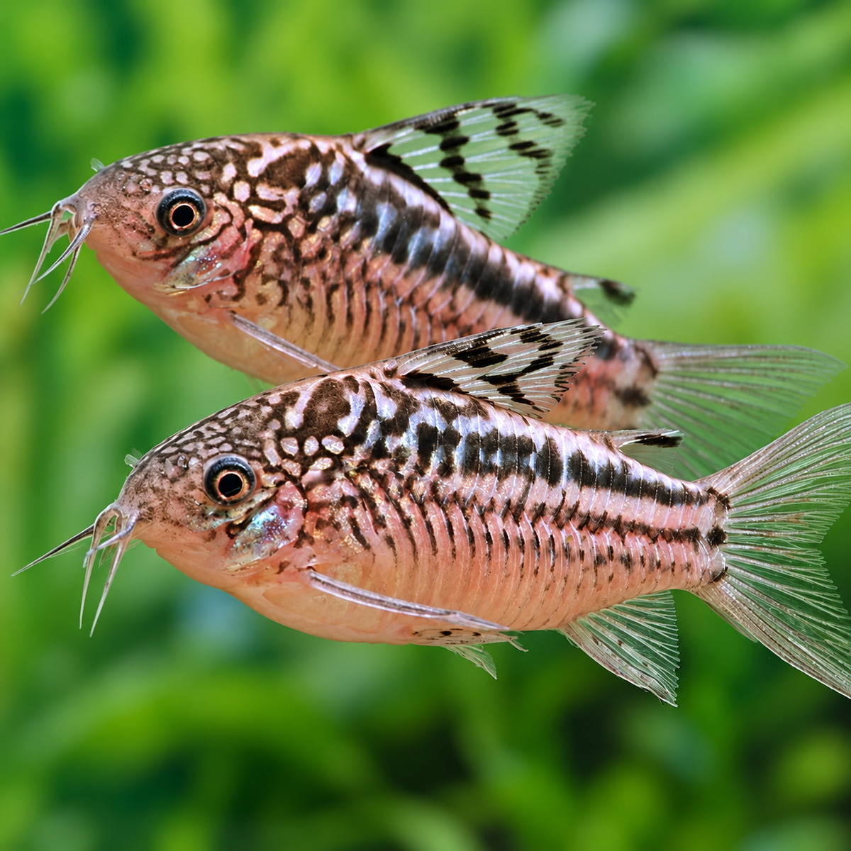 Elegant Cory Catfish – Corydoras Elegans