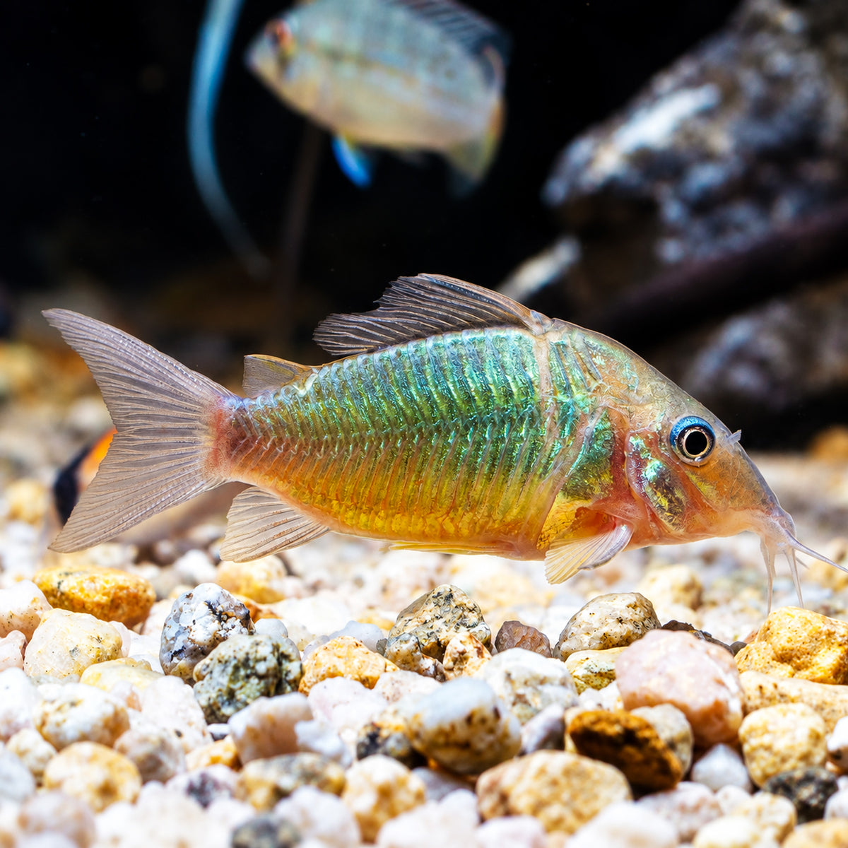 Emerald Cory Catfish – Brochis Splendens