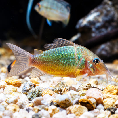 Emerald Cory Catfish – Brochis Splendens