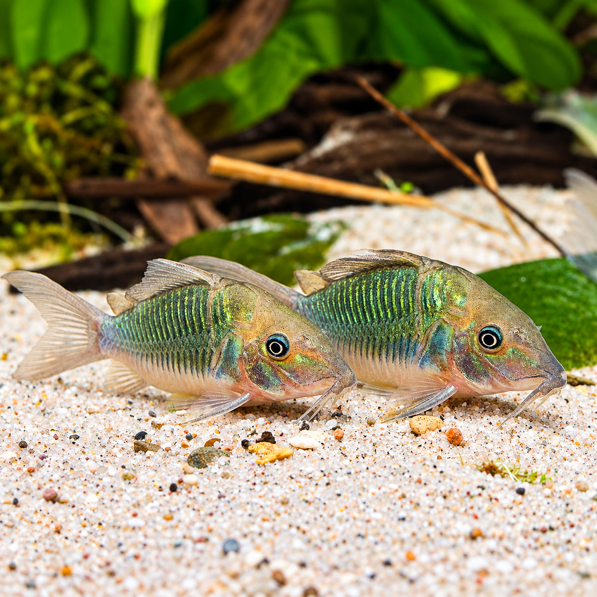 Emerald Cory Catfish – Brochis Splendens