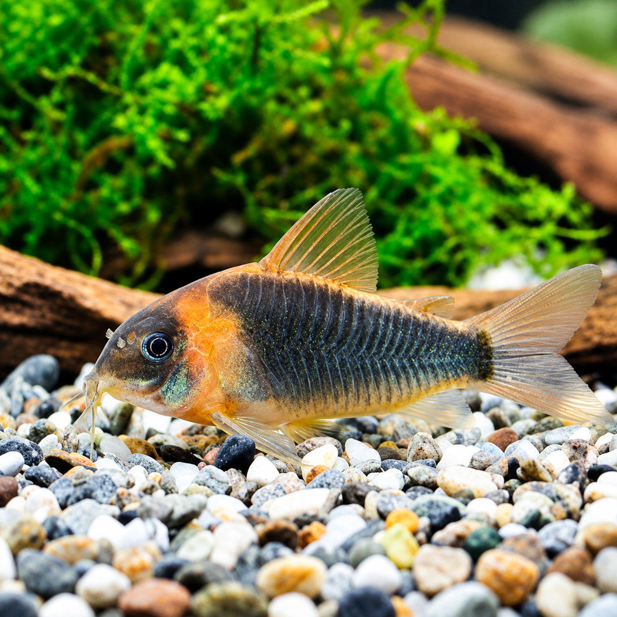Eques Cory Catfish – Osteogaster Eques