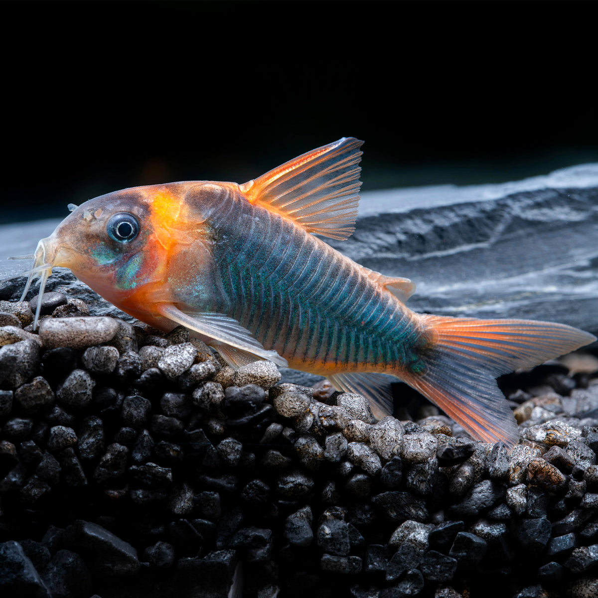 Eques Cory Catfish – Osteogaster Eques
